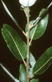 Shoot with leaves