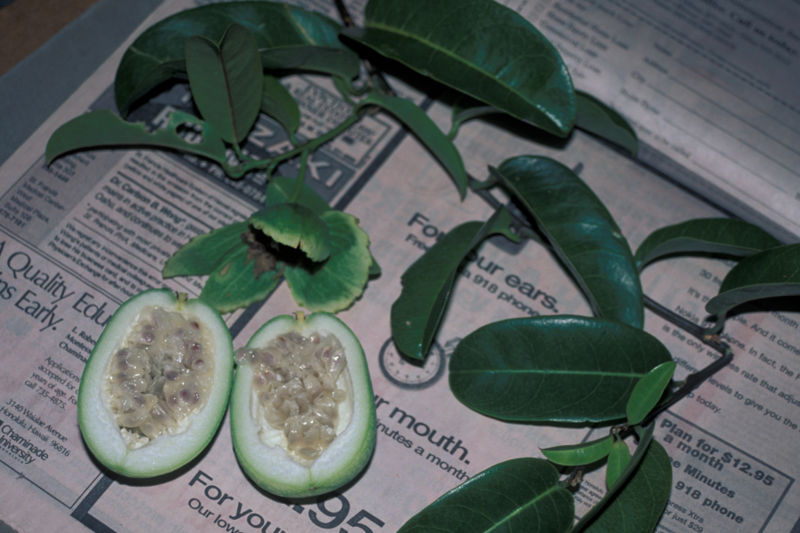 File:Starr 980807-1613 Passiflora laurifolia.jpg