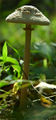 Thumbnail for version as of 04:28, 14 June 2007