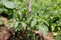 Tomato seedling