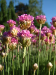 Armeria maritima subsp. maritima