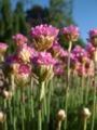 Thumbnail for version as of 06:31, 26 January 2009