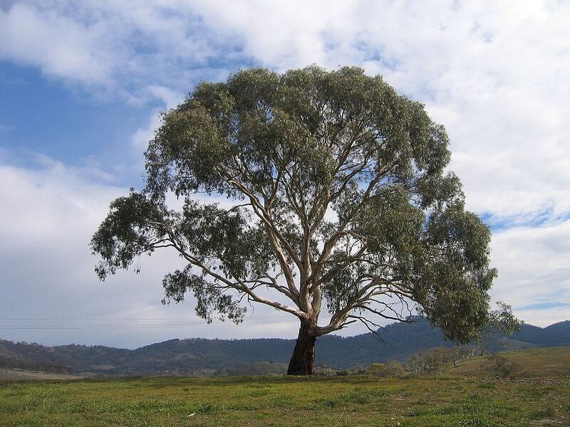 File:1024px-Eucalyptus rubida.jpg