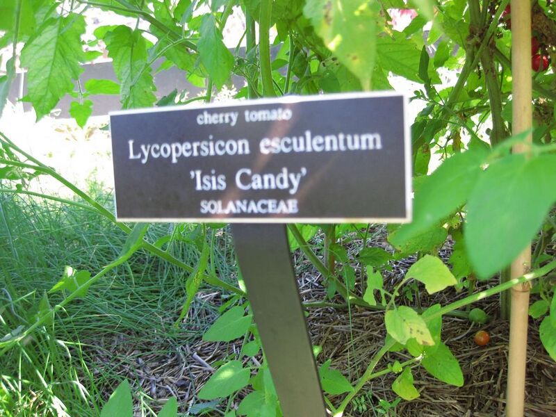 File:1024px-IMG 0393 nybg09.jpg