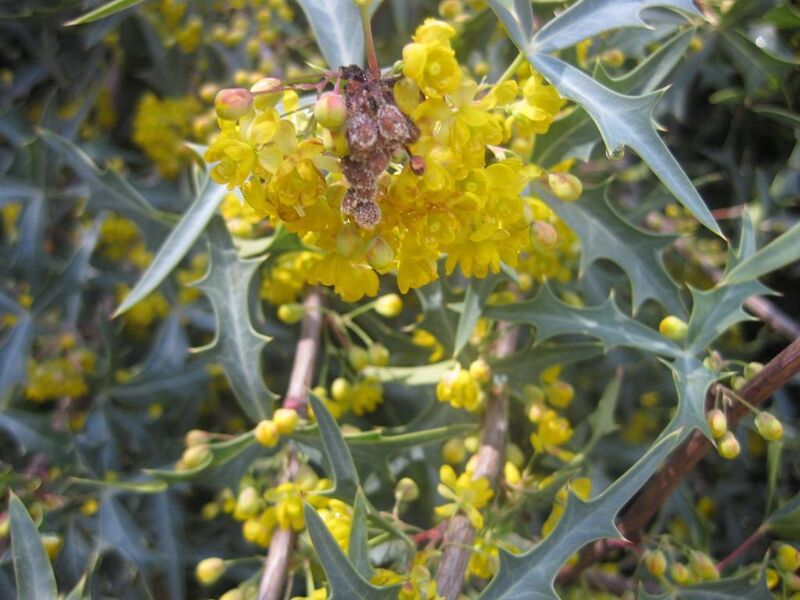 File:1024px-IMG 2338 hunt0903.jpg