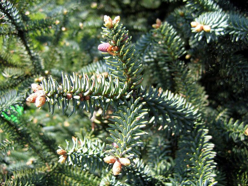 File:1280px-Abies pinsapo Glauca 02.jpg