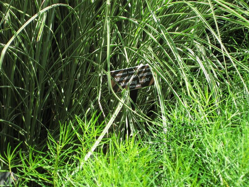 File:1280px-IMG 0031 nybg09.jpg