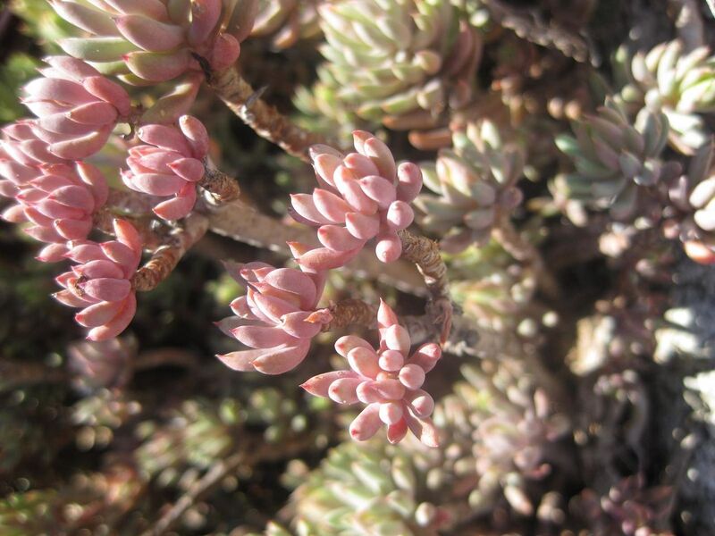 File:1280px-IMG 2384 hunt0903.jpg