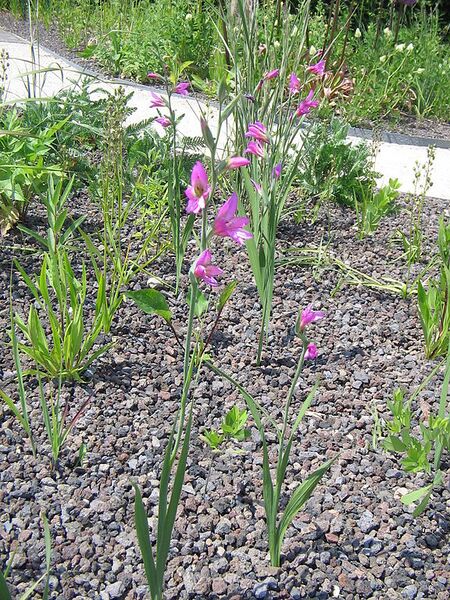 File:576px-Gladiolus communis002.jpg