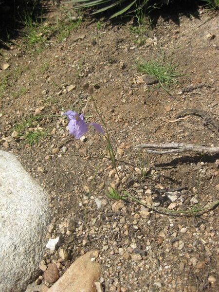 File:576px-IMG 2300 hunt0903.jpg