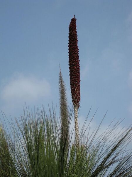 File:576px-IMG 4451 hunt0904.jpg