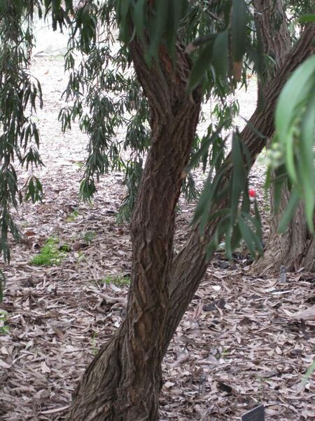 File:576px-IMG 4862 hunt0904.jpg