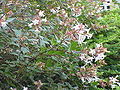 Thumbnail for version as of 09:02, 29 April 2025