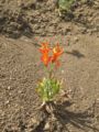 Alstroemeria ligtu