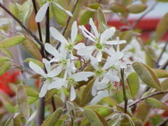 'Amelanchier lamarckii in flower