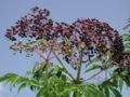 Elderberry fruit heads, Yauhannah, South Carolina, USA