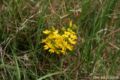 Genista anglica
