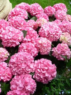 H. macrophylla