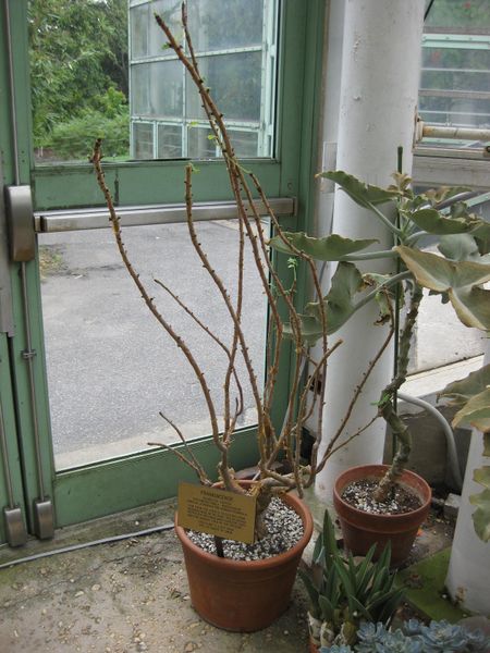 File:IMG 1261 bbg09.jpg