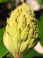 An unripe Magnolia seedpod.