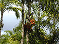 Thumbnail for version as of 09:02, 29 April 2025