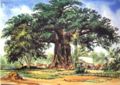 Baobab Tree by Thomas Baines