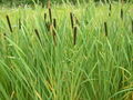 Thumbnail for version as of 12:23, 17 July 2007