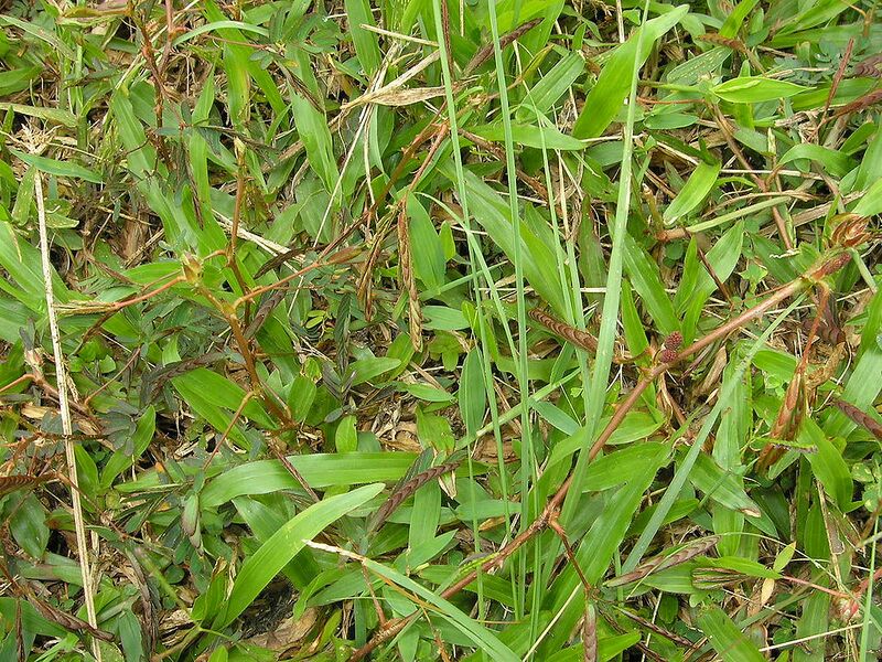 File:1024px-Mimosa Putrajaya Dec 2006 002.jpg
