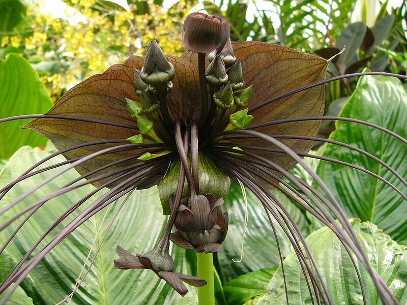 File:1024px-Tacca chantrieri489542402.jpg