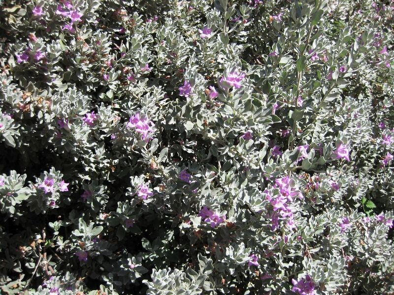 File:1280px-IMG 1694 hunt09oct.jpg