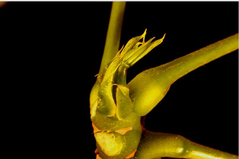 File:1280px-Pachira aquatica -sprout.01.jpg