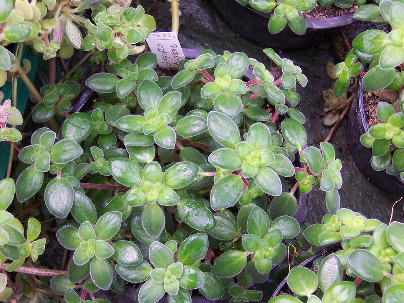 File:1280px-Peperomia obtusifolia.jpg