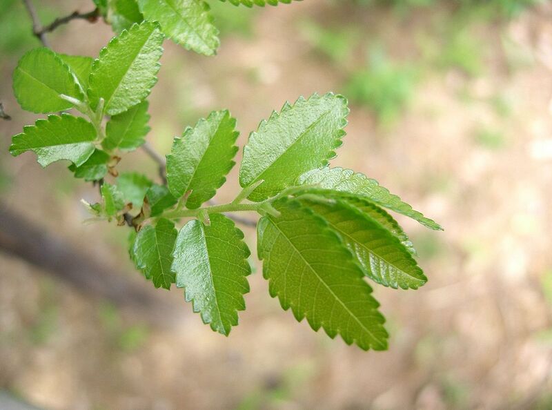 File:1280px-Ulmus parvifolia5.jpg