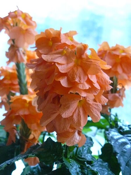 File:576px-Crossandra Fortuna.JPG