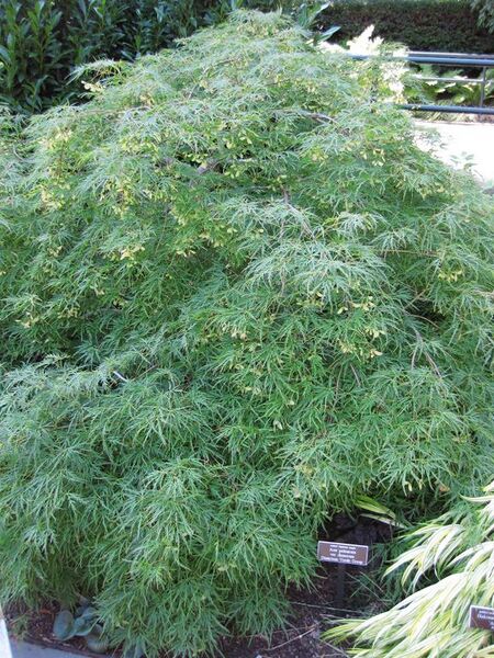 File:576px-IMG 0003 nybg09.jpg