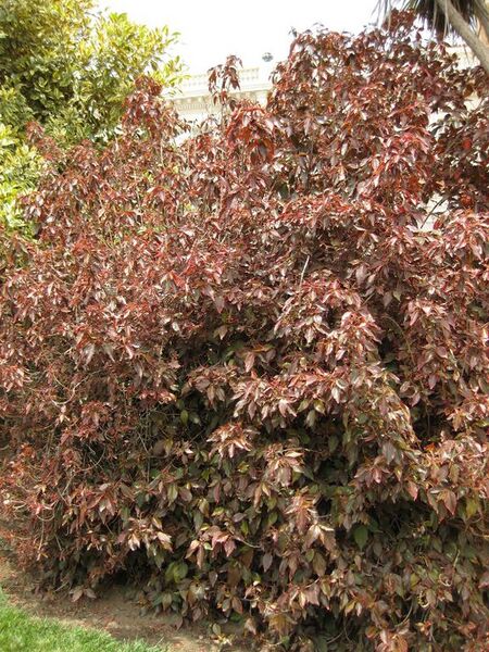 File:576px-IMG 7516 hunt09jun.jpg