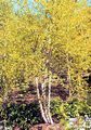 The cultivar 'Heritage', selected for its white bark, here in fall leaf colors