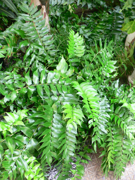 File:Cyrtomium falcatum2.jpg