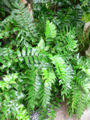 Thumbnail for version as of 19:42, 24 March 2009