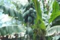 Tanzanian Papaya tree