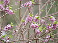 Thumbnail for version as of 08:59, 29 April 2025