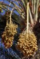 Dates