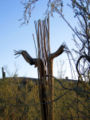 The bare wooden ribs of a dead saguaro