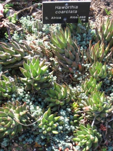 File:Haworthia coarctata-IMG 0425 hunt07.jpg