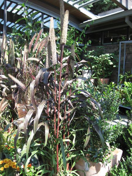 File:IMG 0336 nybg09.jpg
