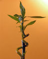 "Lucky Bamboo", Dracaena sanderiana