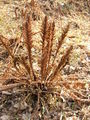 Thumbnail for version as of 19:38, 30 October 2007