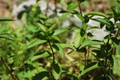 Peppermint (Mentha x piperita)