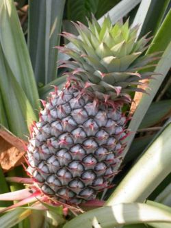 Pineapple, one member of the Bromeliaceae family