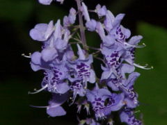 Flowers of P. fruticans